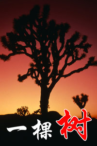 一棵树
